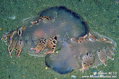 Fimbria (Tethys fimbria)
