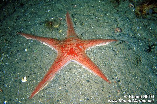 Stella pettine maggiore (Astropecten aranciacus)
