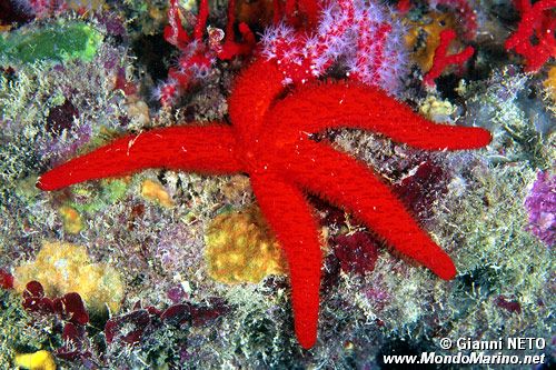 Stella rossa (Echinaster sepositus)