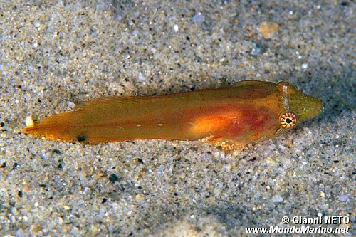 Succiascoglio comune (Lepadogaster candollii)