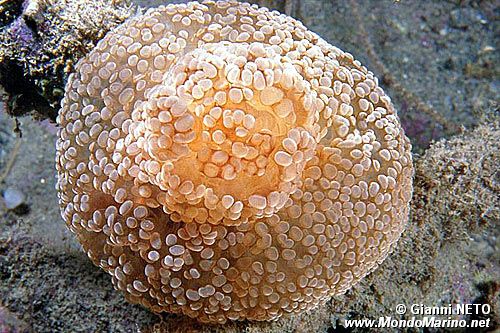 Attinia alice (Alicia mirabilis)