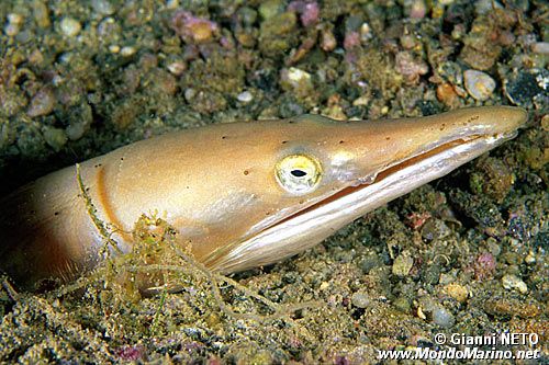 Pesce serpente (Ophisurus serpens)