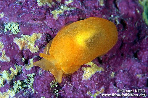 Bertella arancione (Berthella aurantiaca)