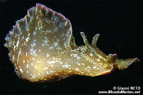 Lepre di mare (Aplysia fasciata)