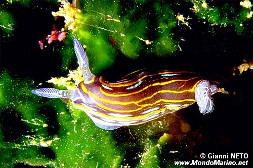 Doride di villafranca (Hypselodoris villafranca)