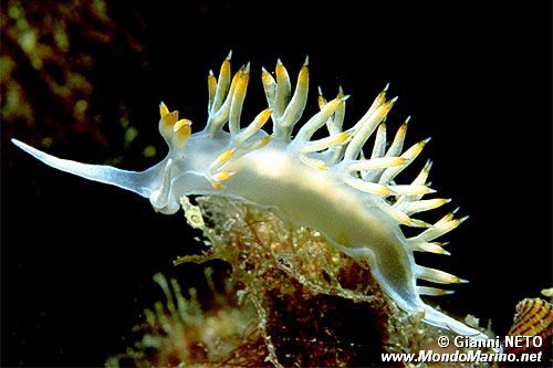 Flabellina bianca (Flabellina babai)