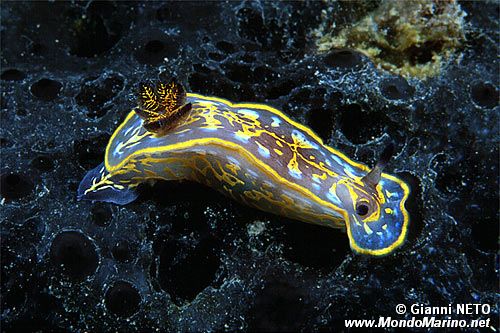 Doride di Fontandrau (Hypselodoris fontandraui)