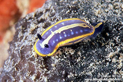 Doride di Fontandrau (Hypselodoris fontandraui)