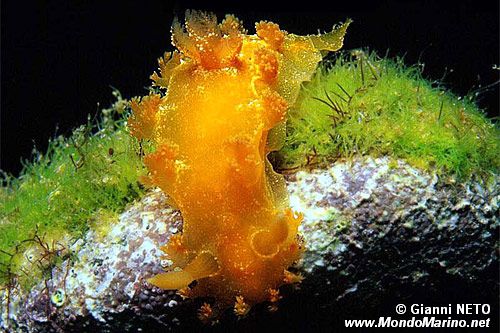 Marionia (Marionia blainvillea)
