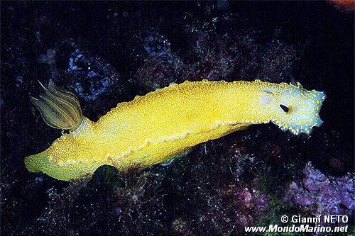 Doride dipinto (Hypselodoris picta)
