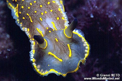 Doride dipinto (Hypselodoris picta)