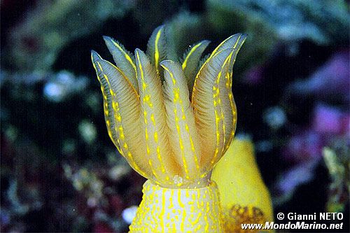 Doride dipinto (Hypselodoris picta)