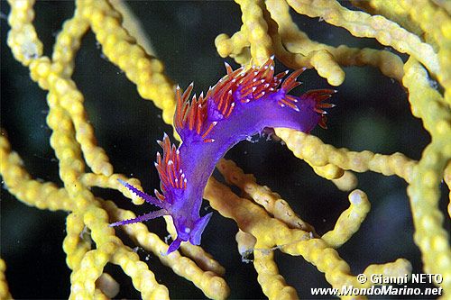 Flabellina rossa (Flabellina ischitana)