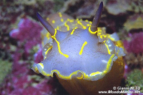 Doride dipinto (Hypselodoris picta)