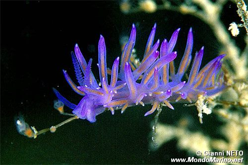 Flabellina rosa (Flabellina affinis)