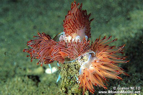 Dondice (Dondice banyulensis)