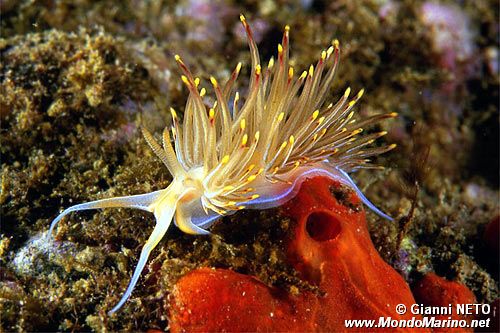 Dondice (Dondice banyulensis)