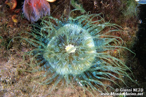 Anemone bruno (Aiptasia mutabilis)