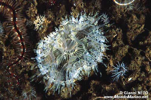 Attinia calice (Cereus pedunculatus)