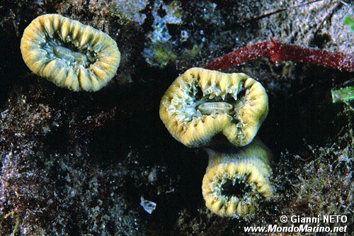 Madrepora solitaria (Balanophyllia europaea)