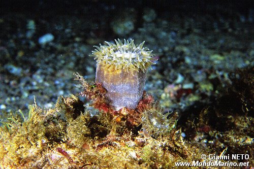 Madreporario (Caryophyllia inornata)