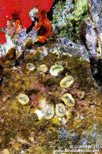 Madrepora solitaria (Balanophyllia europaea)