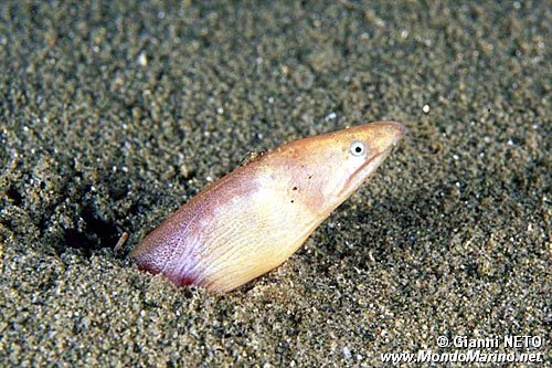 Biscia di mare (Caecula imberbis)