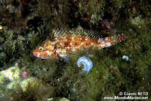 Scaro (Sparisoma crestense)