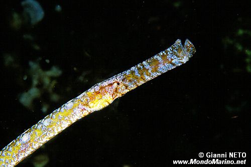 Pesce ago cavallino (Syngnathus typhle)