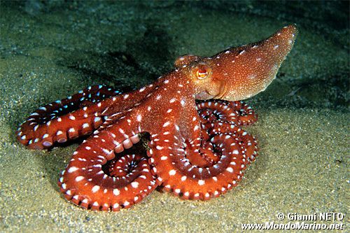 Polpessa (Octopus macropus)