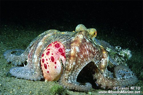 Polpo comune (Octopus vulgaris)