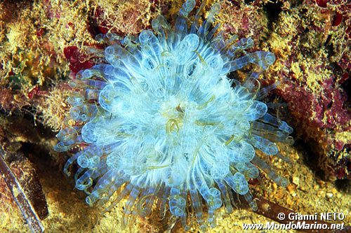 Anemone bruno (Aiptasia mutabilis)