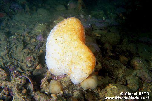 Tunicato conico (Aplidium conicum)