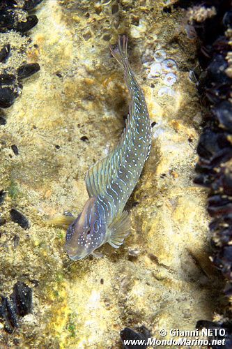 Bavosa pavone (Salaria pavo)