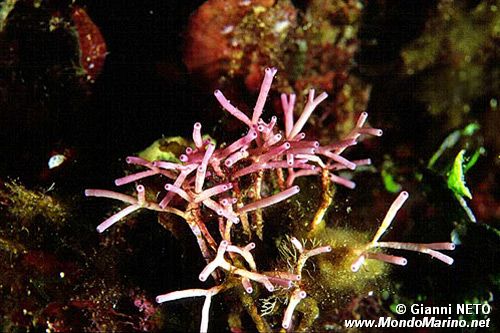 Alga calcarea (Tricleocarpa fragilis)