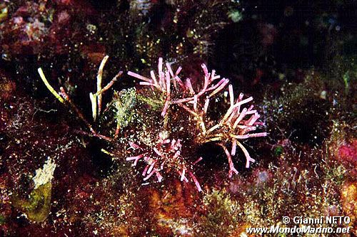 Alga calcarea (Tricleocarpa fragilis)