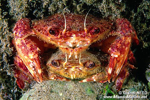 Grancella pieghettata (Liocarcinus corrugatus)