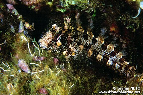 Bavosa ruggine (Parablennius gattorugine)