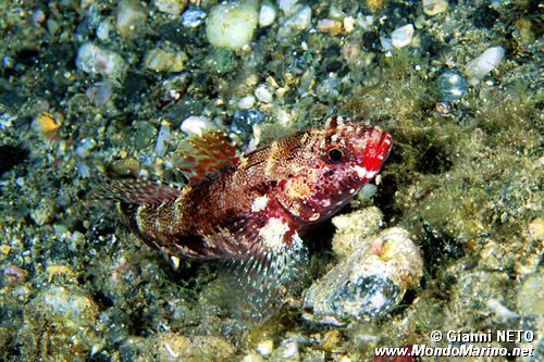 Ghiozzo boccarossa (Gobius cruentatus)