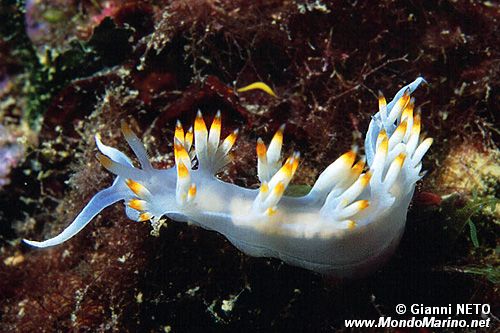 Flabellina bianca (Flabellina babai)