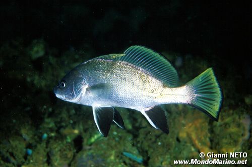 Corvina (Sciaena umbra)