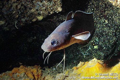 Musdea bianca (Phycis phycis)