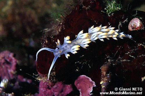 Flabellina bianca (Flabellina babai)