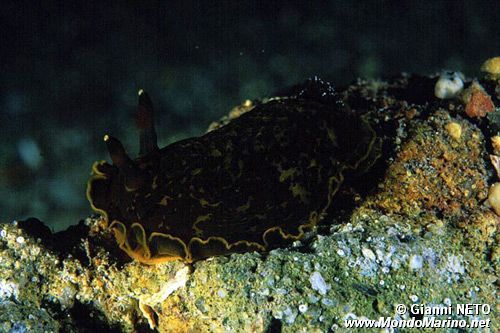 Dendrodoride orlato (Dendrodoris limbata)