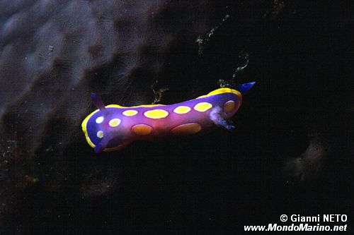 Cromodoride a pois gialli (Chromodoris luteorosea)