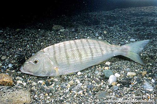 Mormora (Lithognathus mormyrus)