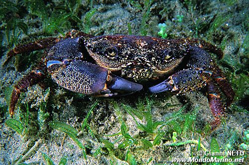 Favollo (Eriphia verrucosa)