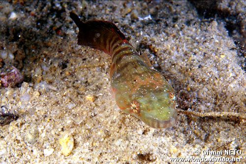 Succiascoglio comune (Lepadogaster candollii)