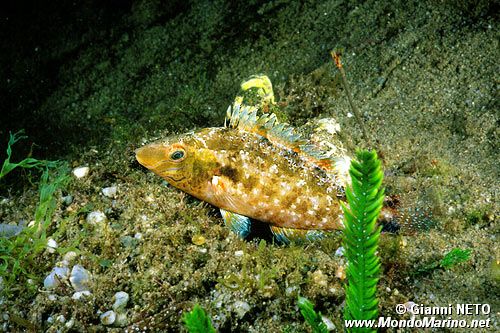 Tordo grigio (Symphodus cinereus)