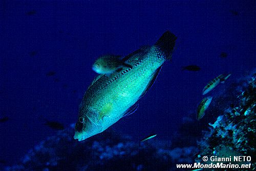 Tordo pavone (Symphodus tinca)